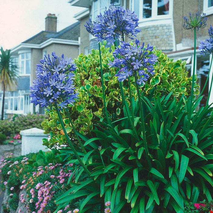 African Lily|Blue African Lily, Agapanthus, African Lily or Lily of the Nile