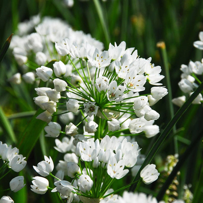 Allium neapolitanum|Allium neapolitanum, Naples Garlic