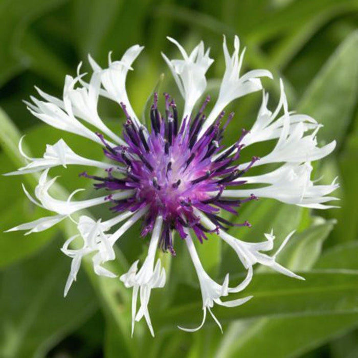 Amethyst in Snow Centaurea|Purple and White Bachelor's Button Amethyst in Snow, Centaurea, Bachelor's Button