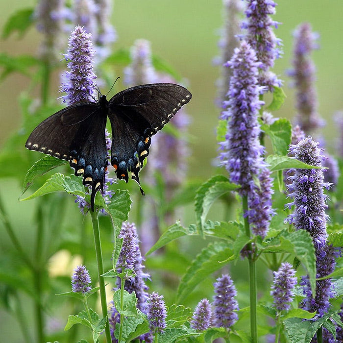 Anise Hyssop|Anise Hyssop close up of purple flowers with visiting pollinator, Blue Giant Hyssop, Agastache foeniculum