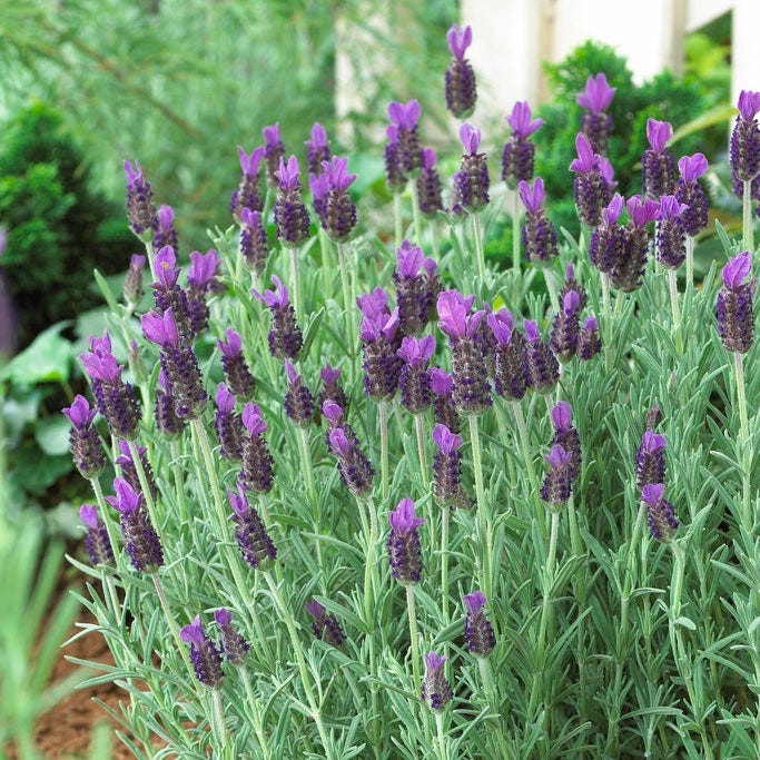 Anouk Spanish Lavender|Purple Lavender Anouk, Lavandula stoechas, French Lavender