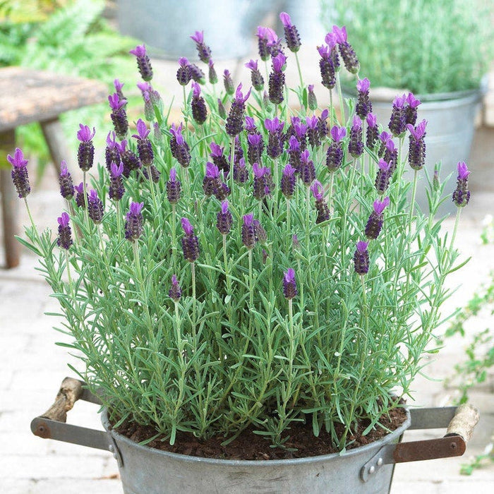 Anouk Spanish Lavender|Purple Lavender Anouk, Lavandula stoechas, French Lavender in container