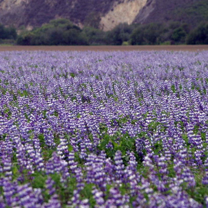Arroyo Lupine Seeds|Arroyo Lupine, Lupinus succulentus, Meadow