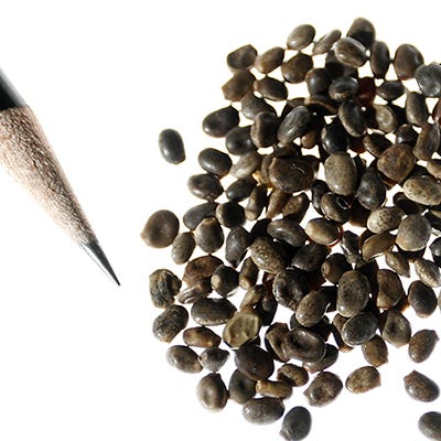 Arroyo Lupine Seeds|Blue Arroyo Lupine Seeds, Lupinus succulentus seeds