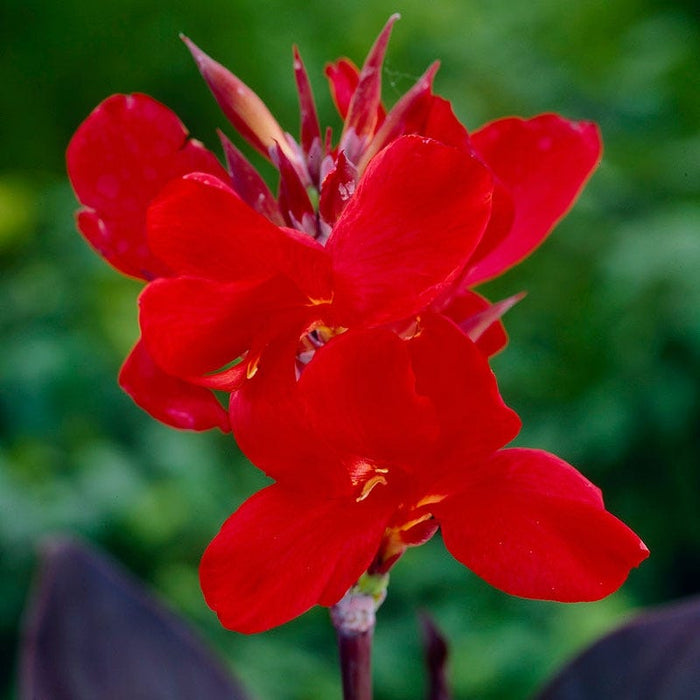 Australia Canna Lily|Canna Lily Australia, Canna indica red close up flowers