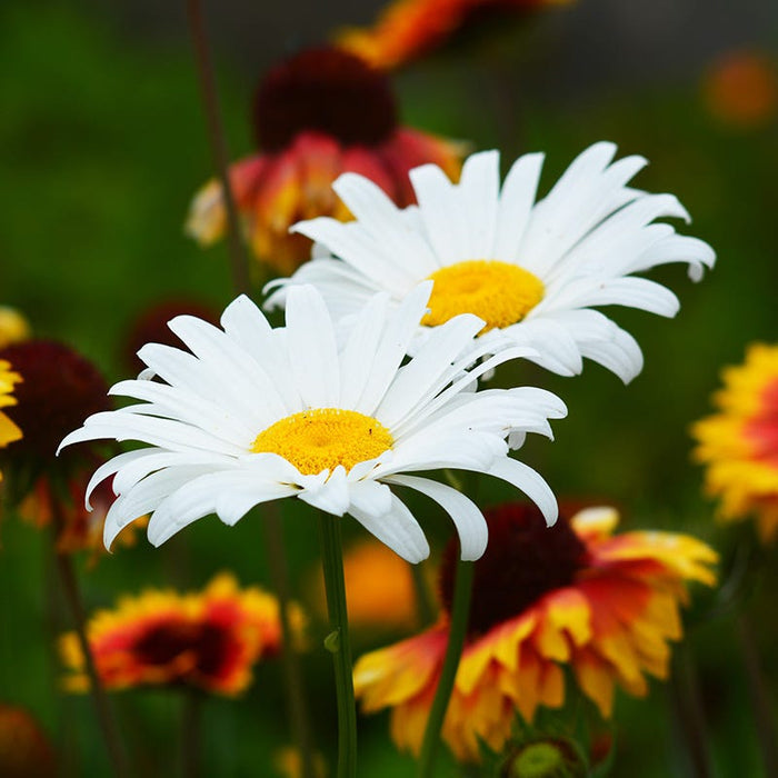 Becky Shasta Daisy|White Shasta Daisy Becky, Leucanthemum superbum