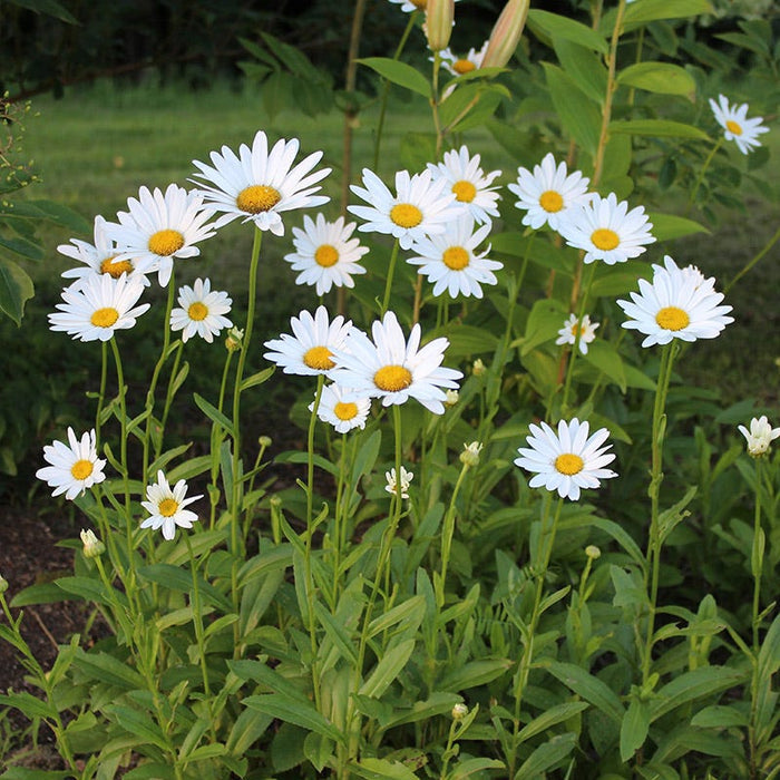 Becky Shasta Daisy|White Shasta Daisy Becky, Leucanthemum superbum