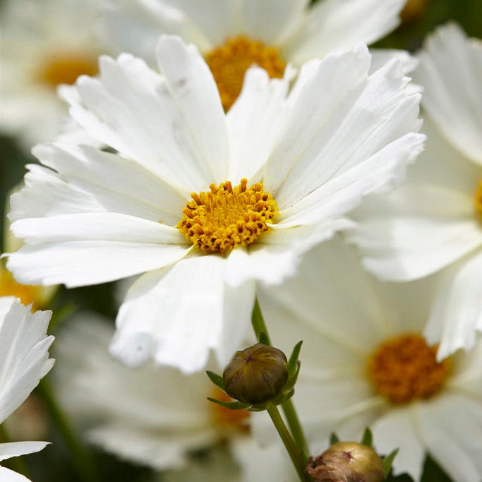 Big Bang™ Polaris Coreopsis|Big Bang™ Polaris Coreopsis, Coreopsis x verticillata Big Bang™ Polaris, close up of flower bloom