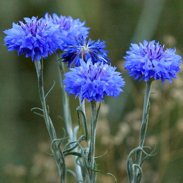 Blue Cornflower or Bachelor Button Seeds|Blue Cornflower, Bachelor Button Seeds, Centaurea cyanus