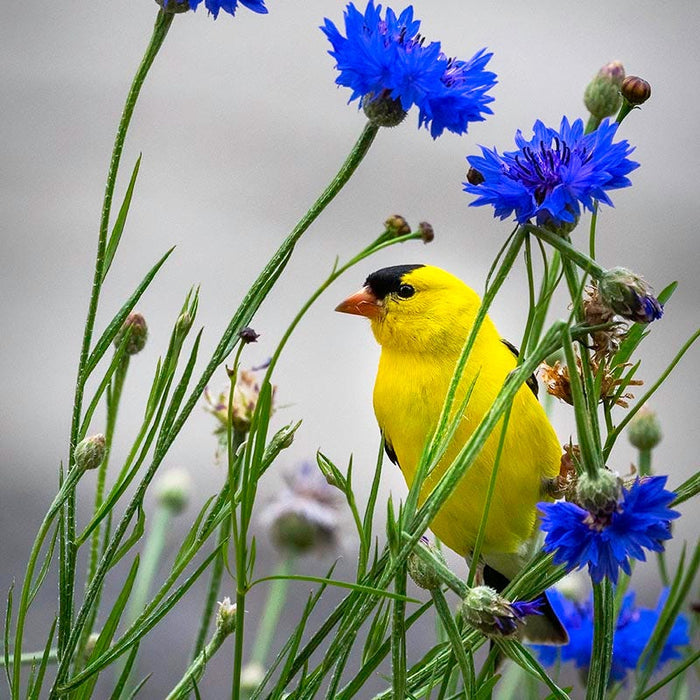 Blue Cornflower or Bachelor Button Seeds|Blue Cornflower, Bachelor Button Seeds, Centaurea cyanus with yellow bird