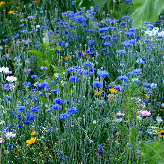 Blue Cornflower or Bachelor Button Seeds|Blue Cornflower, Bachelor Button Seeds, Centaurea cyanus