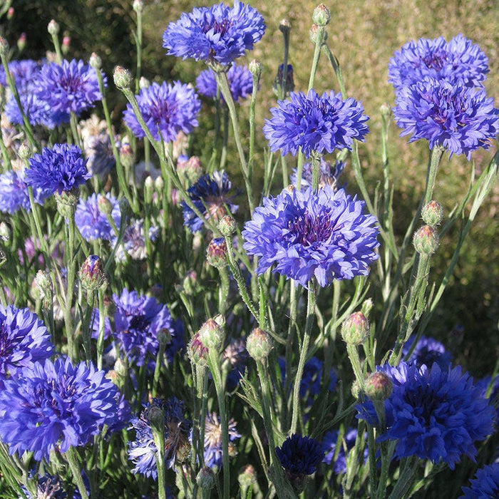 Blue Cornflower or Bachelor Button Seeds|Blue Cornflower, Bachelor Button Seeds, Centaurea cyanus