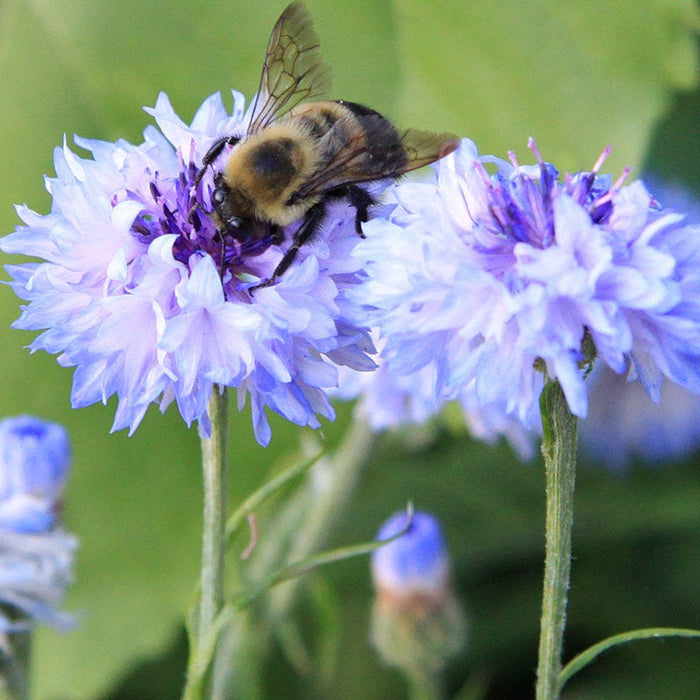 Blue Cornflower or Bachelor Button Seeds|Blue Cornflower, Bachelor Button Seeds, Centaurea cyanus