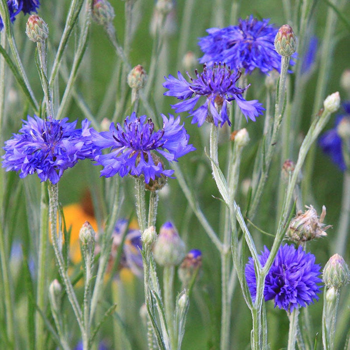 Blue Cornflower or Bachelor Button Seeds|Blue Cornflower, Bachelor Button Seeds, Centaurea cyanus