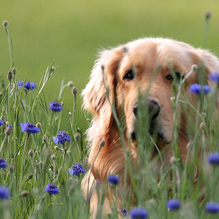 Blue Cornflower or Bachelor Button Seeds|Blue Cornflower, Bachelor Button Seeds, Centaurea cyanus