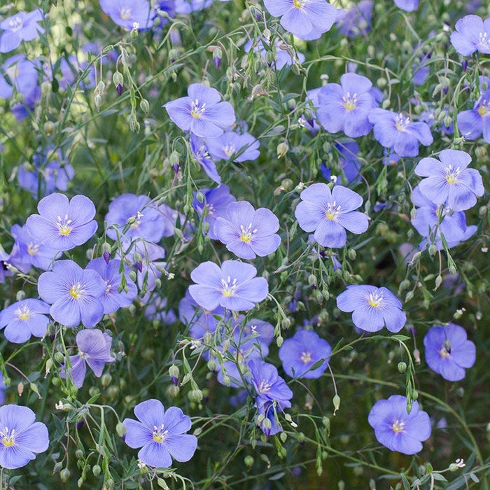 Blue Flax Seeds