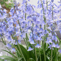 Blue Spanish Bluebells|Blue Wood Hyacinth Bulbs Blue, Hyacinthoides hispanica, Wood Hyacinths, Spanish Bluebells, Scilla