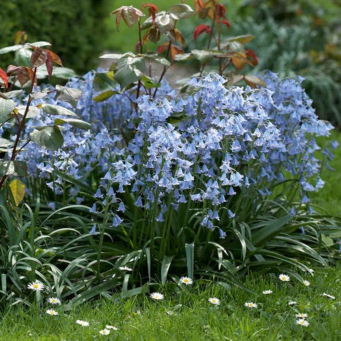 Blue Spanish Bluebells|Blue Wood Hyacinth Bulbs Blue, Hyacinthoides hispanica, Wood Hyacinths, Spanish Bluebells, Scilla
