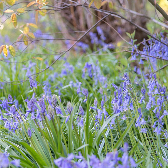 Blue Spanish Bluebells|Blue Wood Hyacinth Bulbs Blue, Hyacinthoides hispanica, Wood Hyacinths, Spanish Bluebells, Scilla