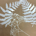 Botanical Mask Set  for Gel Plate