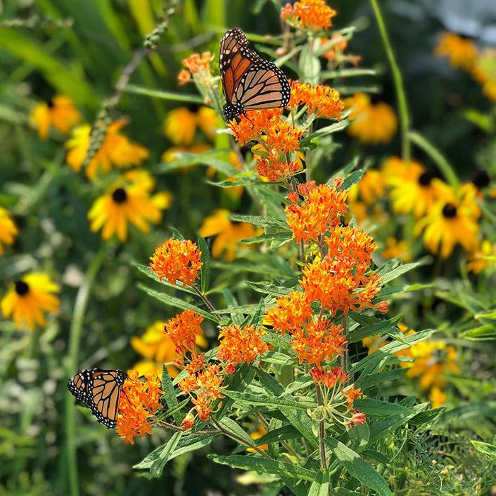 Butterfly Weed Seeds|Orange Butterfly Weed Seeds, Asclepias tuberosa with Butterfly