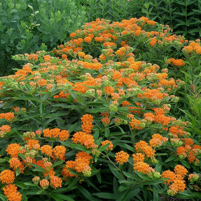 Butterfly Weed Seeds|Orange Butterfly Weed Seeds, Asclepias tuberosa
