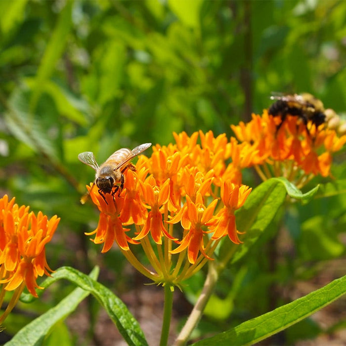 Butterfly Weed Seeds|Orange Butterfly Weed Seeds, Asclepias tuberosa with bee