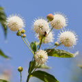 Buttonbush|Buttonbush, Cephalanthus occidentalis