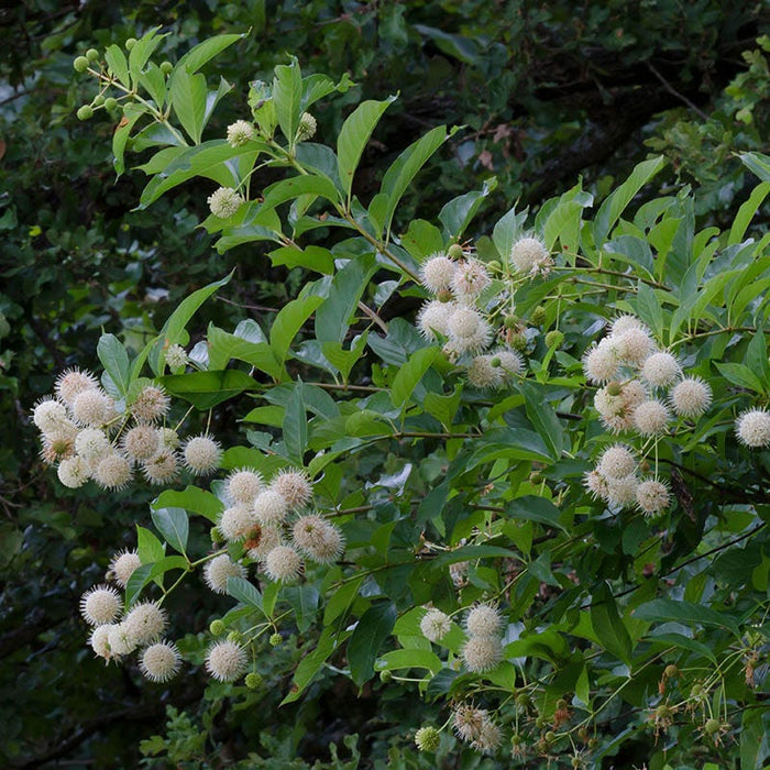 Buttonbush|Buttonbush, Cephalanthus occidentalis
