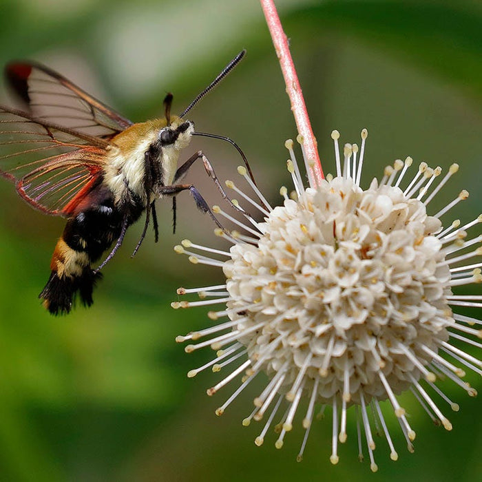 Buttonbush|Buttonbush, Cephalanthus occidentalis