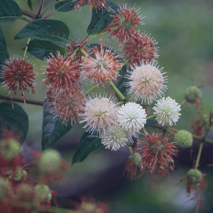 Buttonbush|Buttonbush, Cephalanthus occidentalis