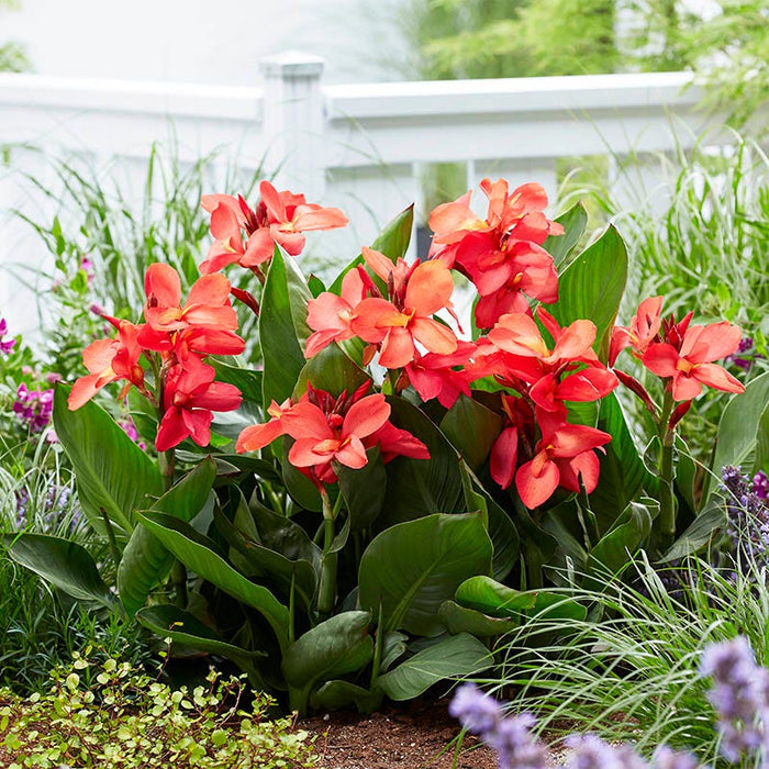 CannaSol™ Happy Isabel Canna Lily|Cannasol™ Happy Isabel Canna Lily