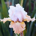 Champagne Elegance Reblooming Bearded Iris|Champagne Elegance Reblooming Bearded Iris, White and Cream