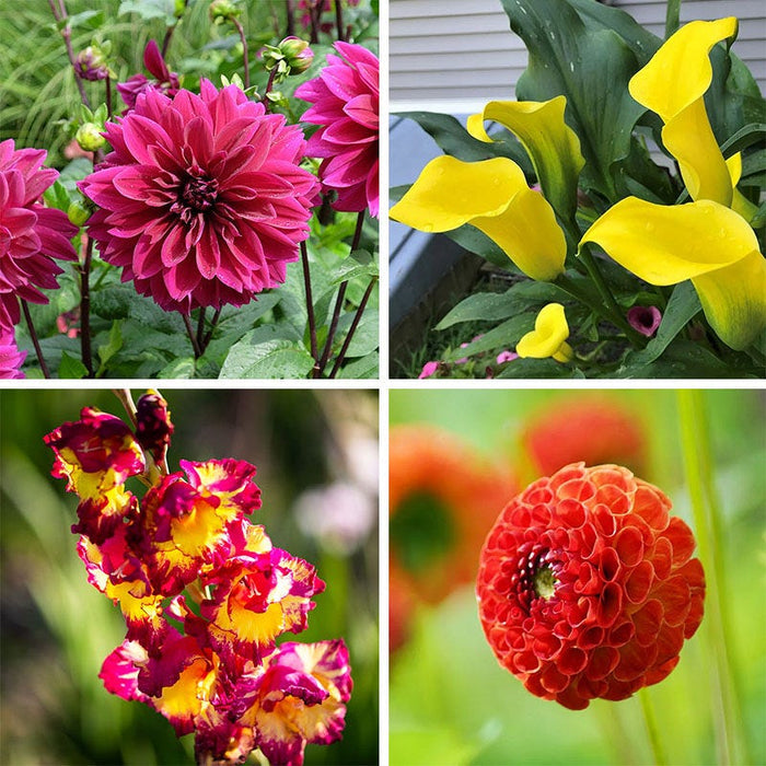 Colorful Cutting Garden Bulb Collection|Colorful Cutting Garden Bulb Collection