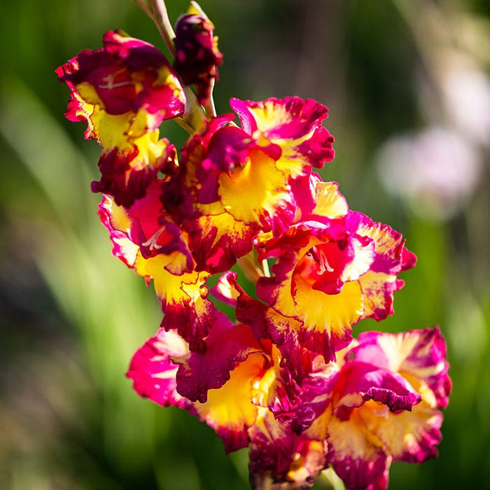 Colorful Cutting Garden Bulb Collection|Dynamite Gladiolus