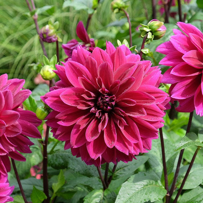 Colorful Cutting Garden Bulb Collection|Thomas Edison Dinner Plate Dahlia