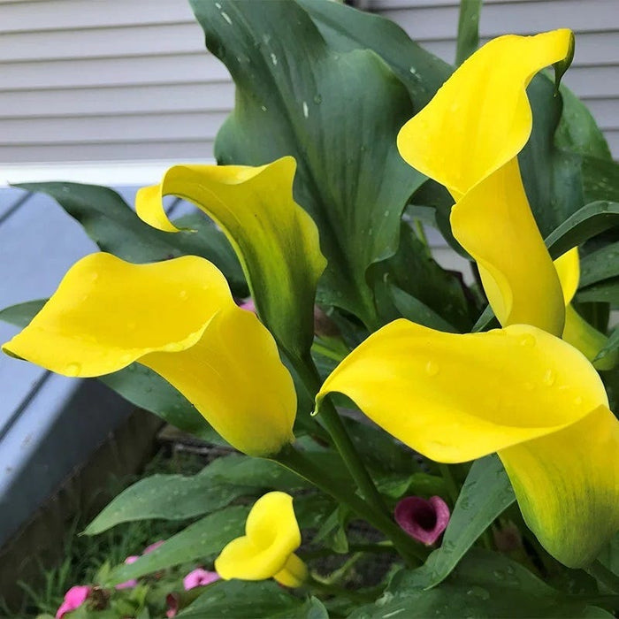 Colorful Cutting Garden Bulb Collection|Best Gold Calla Lily