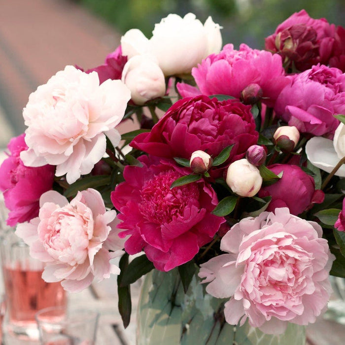 Cotton Candy Peony Mix|Red and Pink and White Peony Cotton Candy Mix, Paeonia lactiflora, Peony