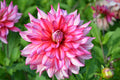 Pinkie Swear potted plant with vivid pink blooms and nursery label
