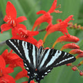 Diablito Crocosmia|Diablito Crocosmia