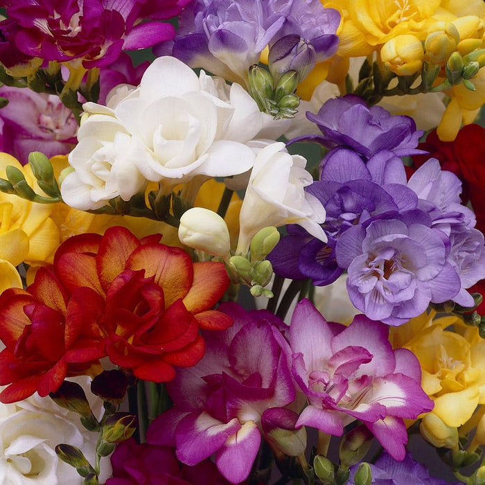 Double Freesia Mix|Freesia Bulbs Double Mix, Freesia lacteal, Freesia Double Mix