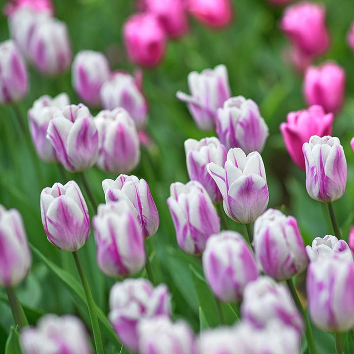 Dreamy Drift Tulip Collection|Flaming Flag Triumph Tulip