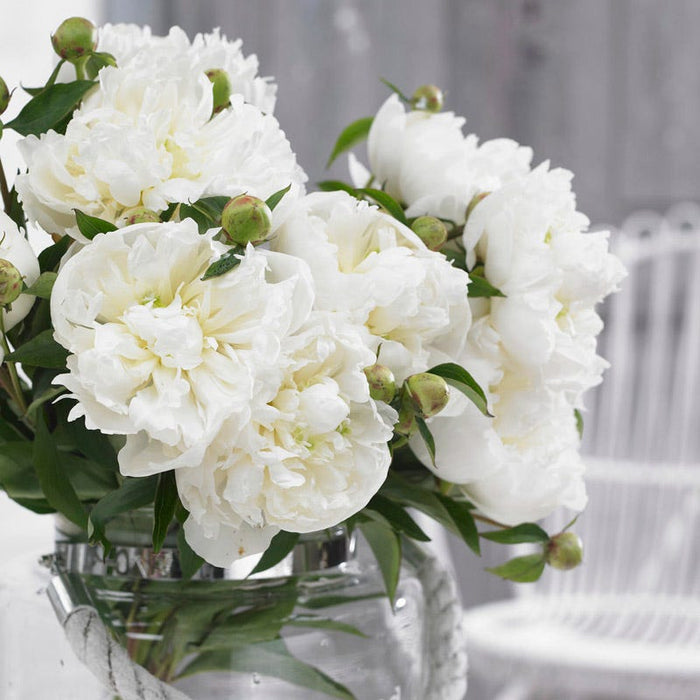 Duchesse de Nemours Peony|Peony Duchesse de Nemours, Paeonia lactiflora, white cut flowers in a bouquet