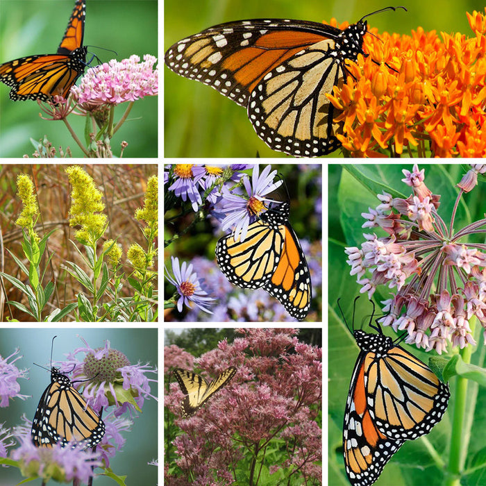 Eastern Monarch Refuge Plant Collection
