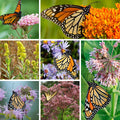 Eastern Monarch Refuge Plant Collection