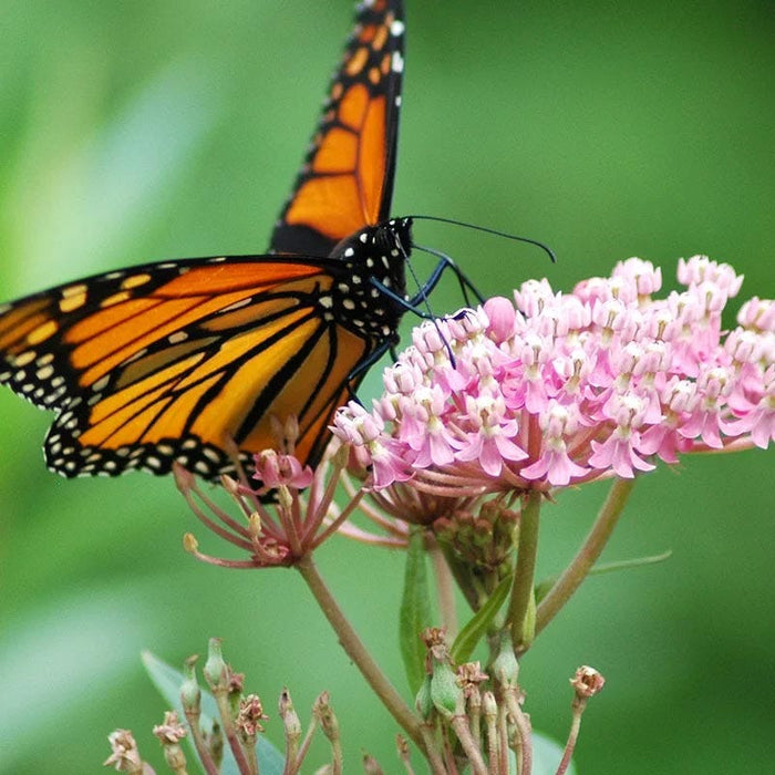 Swamp Milkweed
