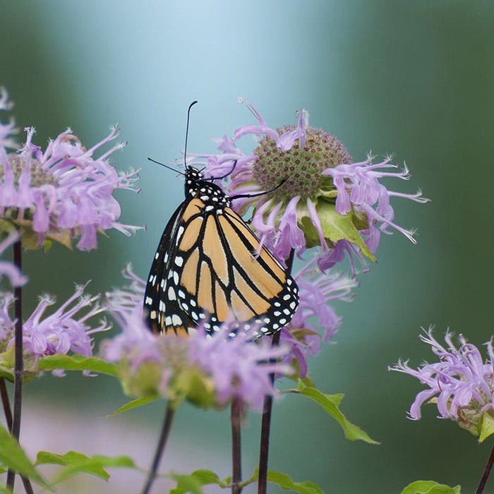 Wild Bergamot (Bee Balm)