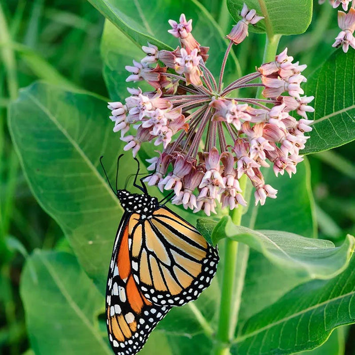 Common Milkweed