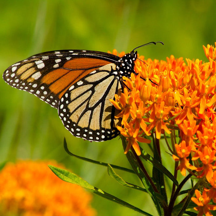 Butterfly Weed