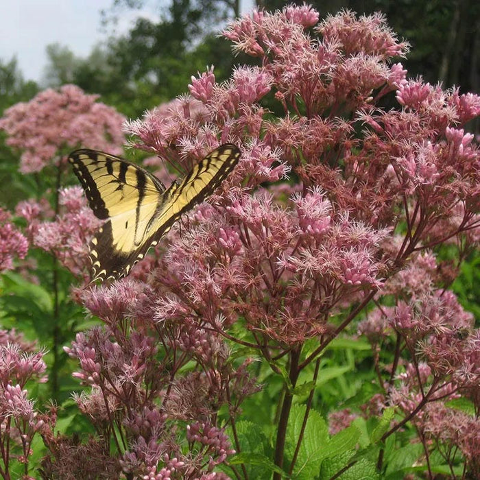 Spotted Joe Pye Weed